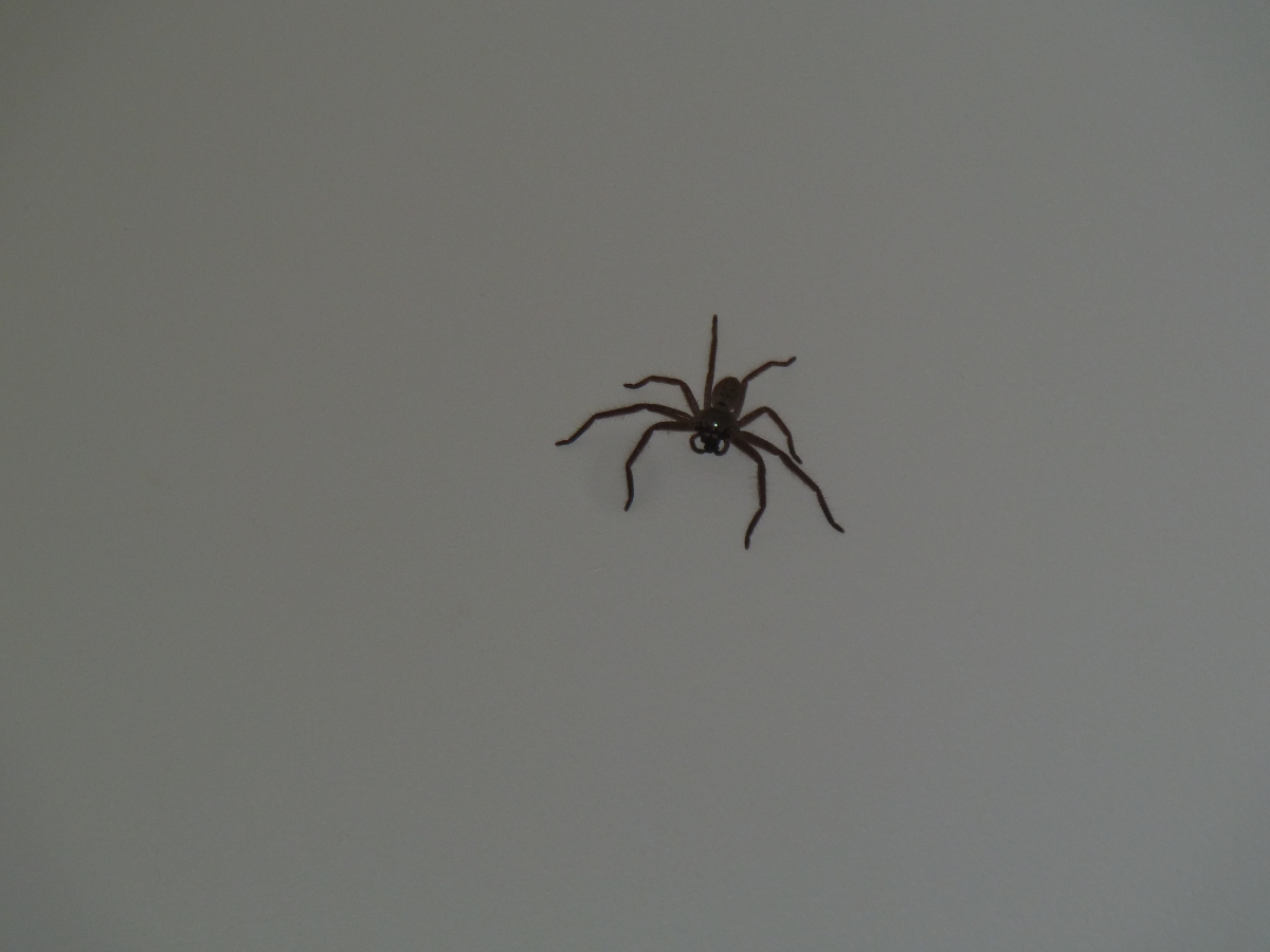 huntsman